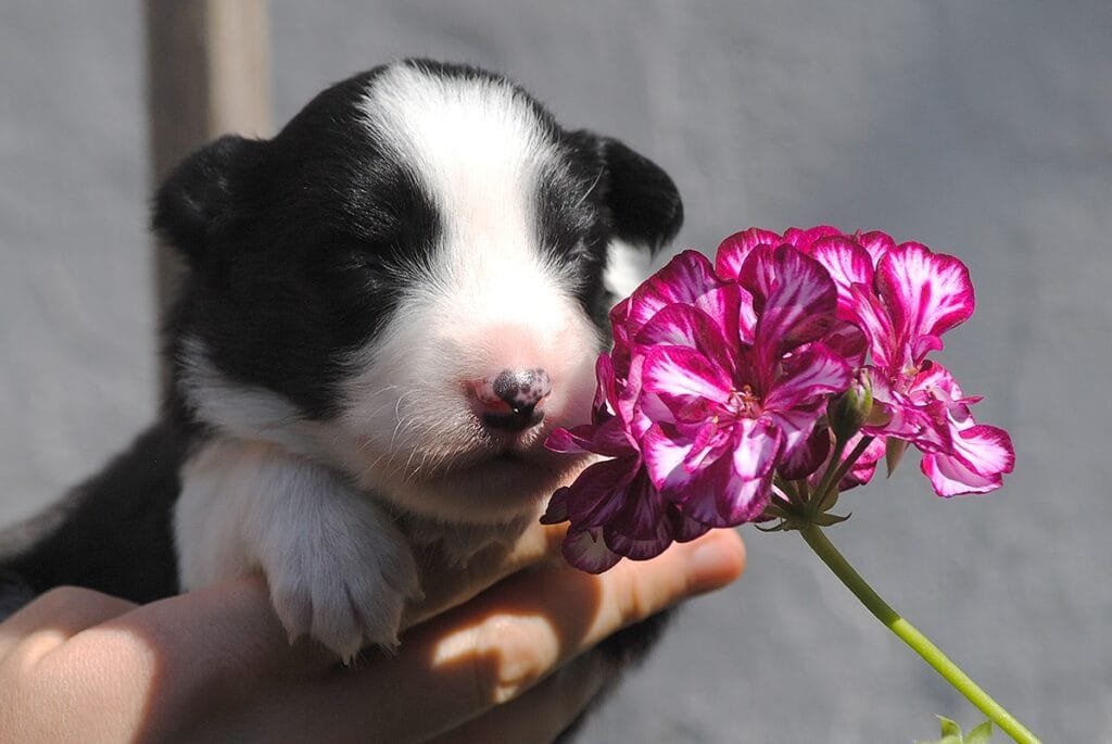 Cash as a baby